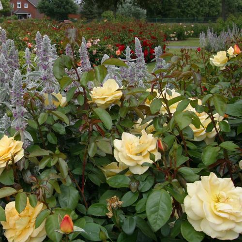 Bladobiały - Róże pienne - z kwiatami bukietowymi - korona krzaczasta